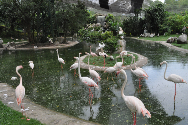 Розовые фламинго в Куала-Лумпуре