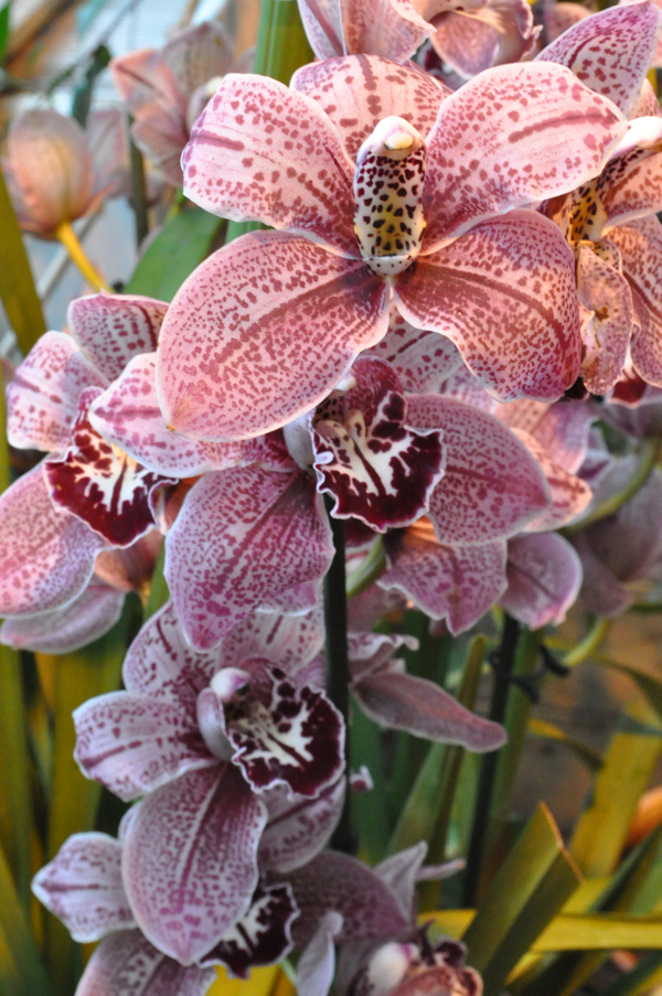 Орхидеи в зимнем саду