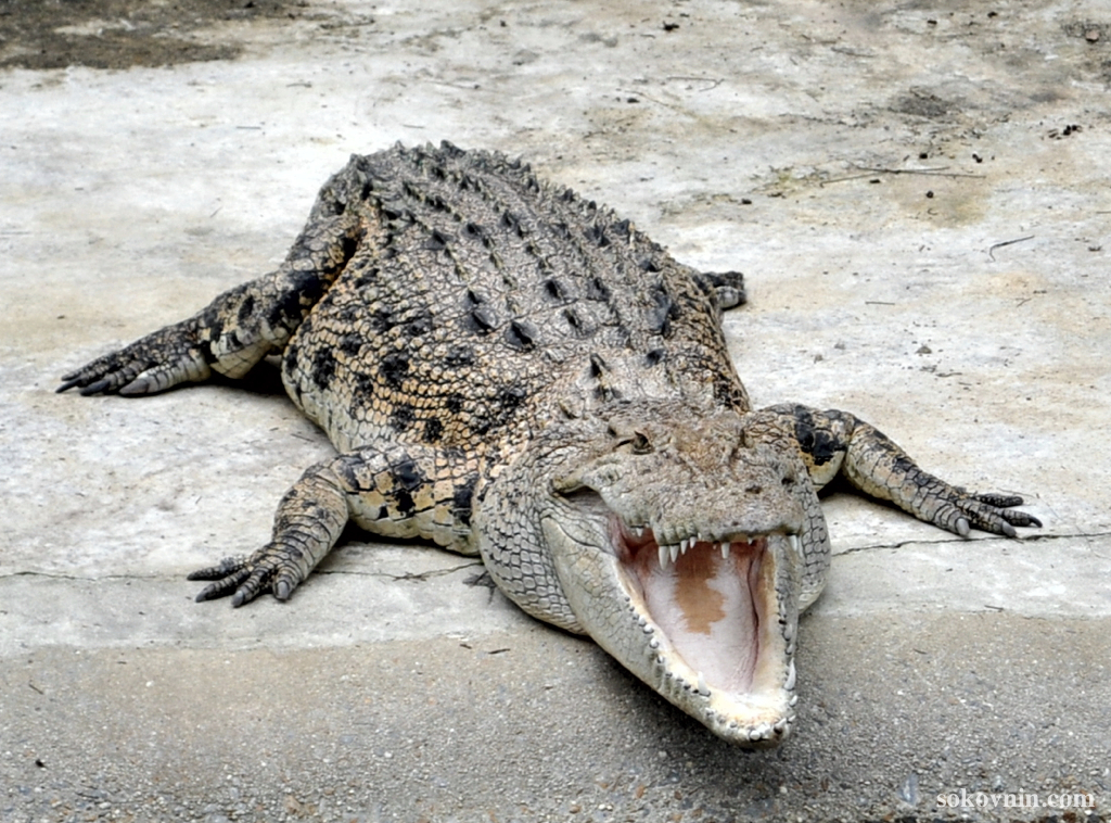 Крокодиловая ферма на Лангкави