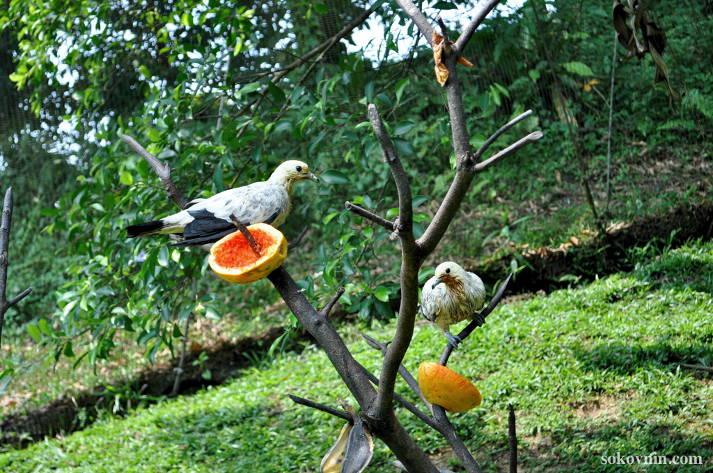 Прогулка по парку птиц в Куала-Лумпуре