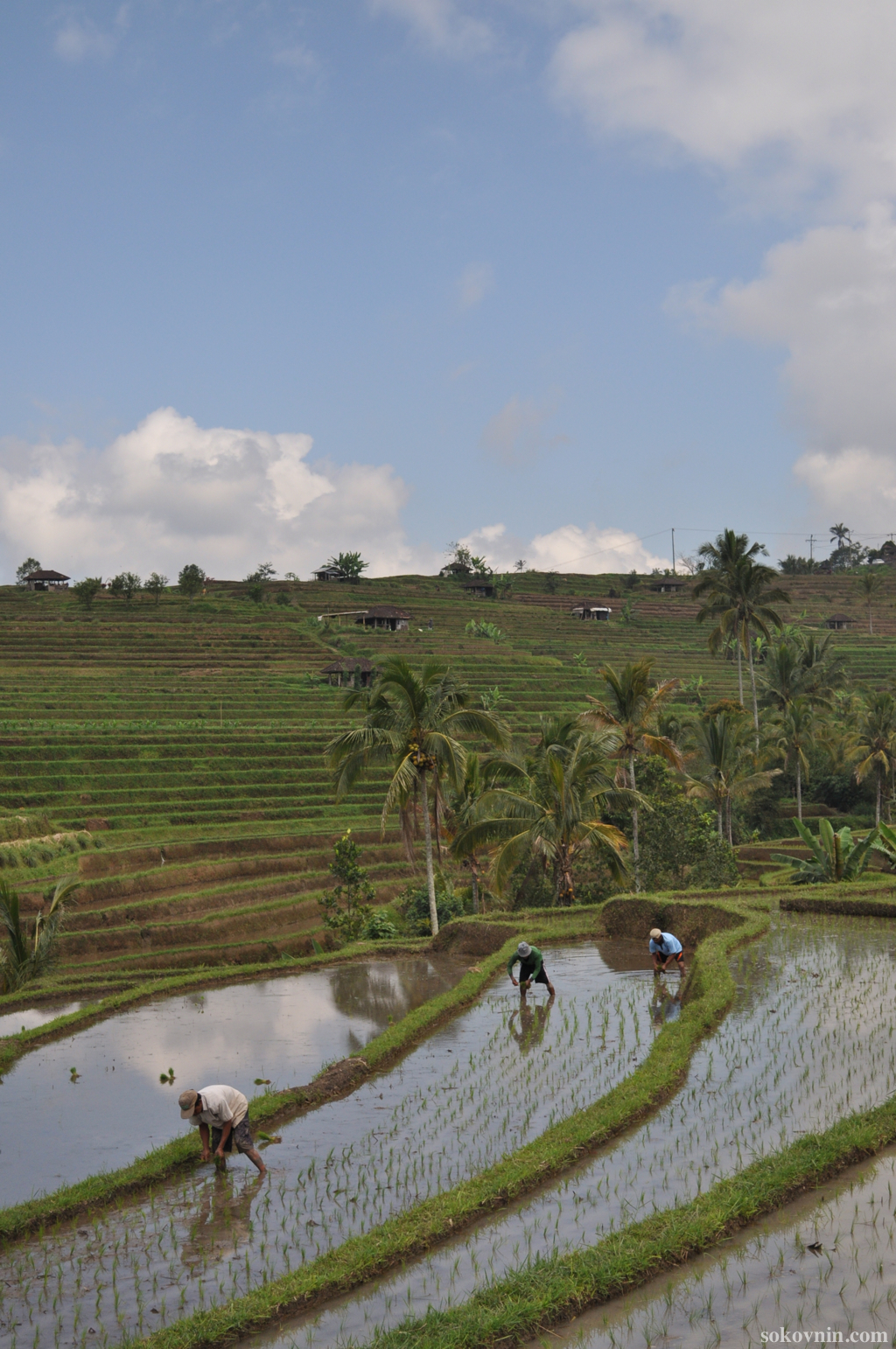 Поездка на рисовые плантации Jatiluwih