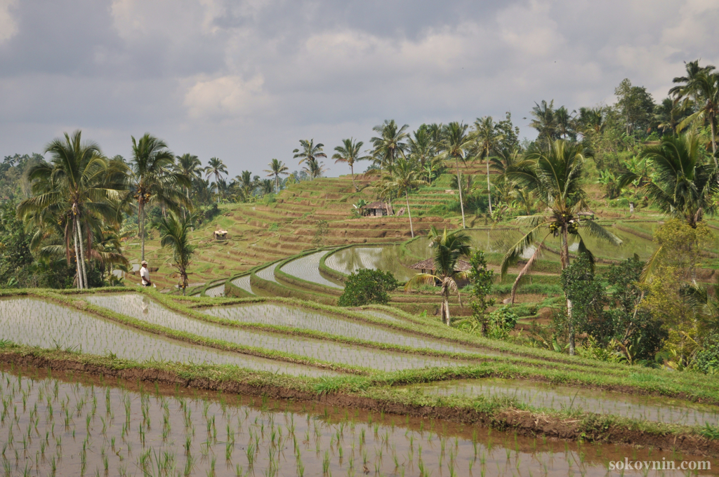 Поездка на рисовые плантации Jatiluwih