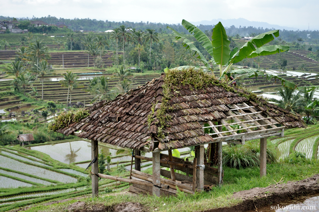 Рисовые плантации на Бали