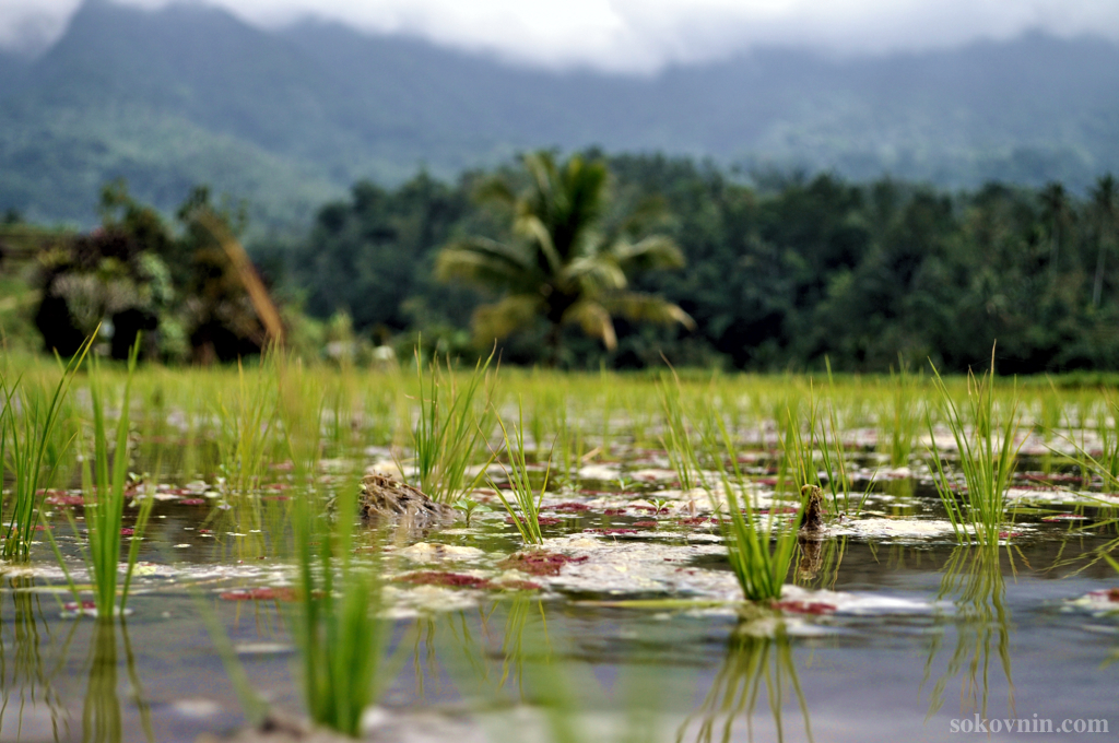 Рисовые плантации Жатилувих на Бали