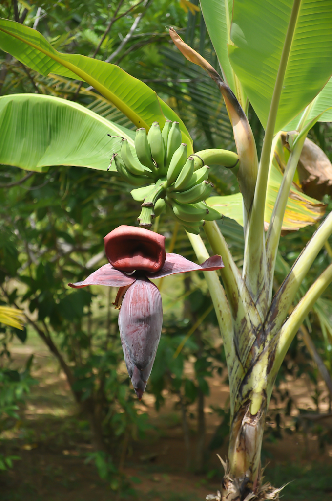 Как растут бананы на Шри-Ланке