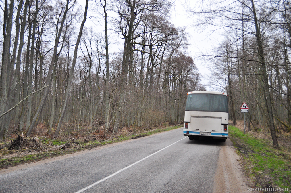 Автобус до Танцующего леса
