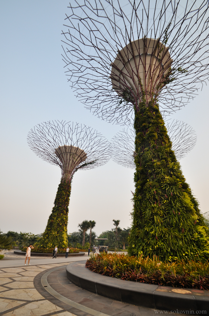 Огромные деревья в Сингапуре