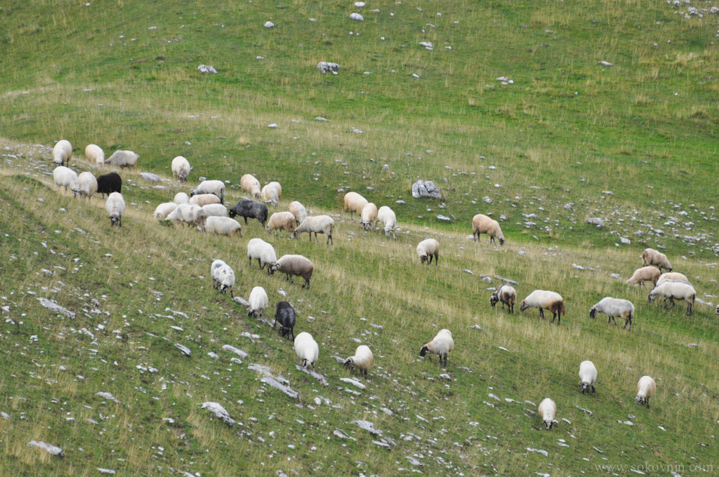 Фото горных овец