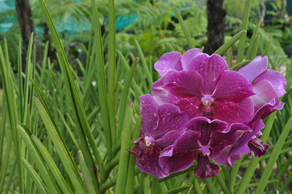 Сад орхидей в куала-лумпуре